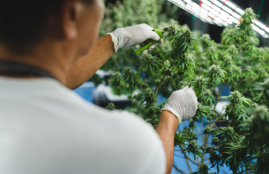 Regulated medicinal cannabis production aligned with ODC licensing and HCPA Regulatory Growth