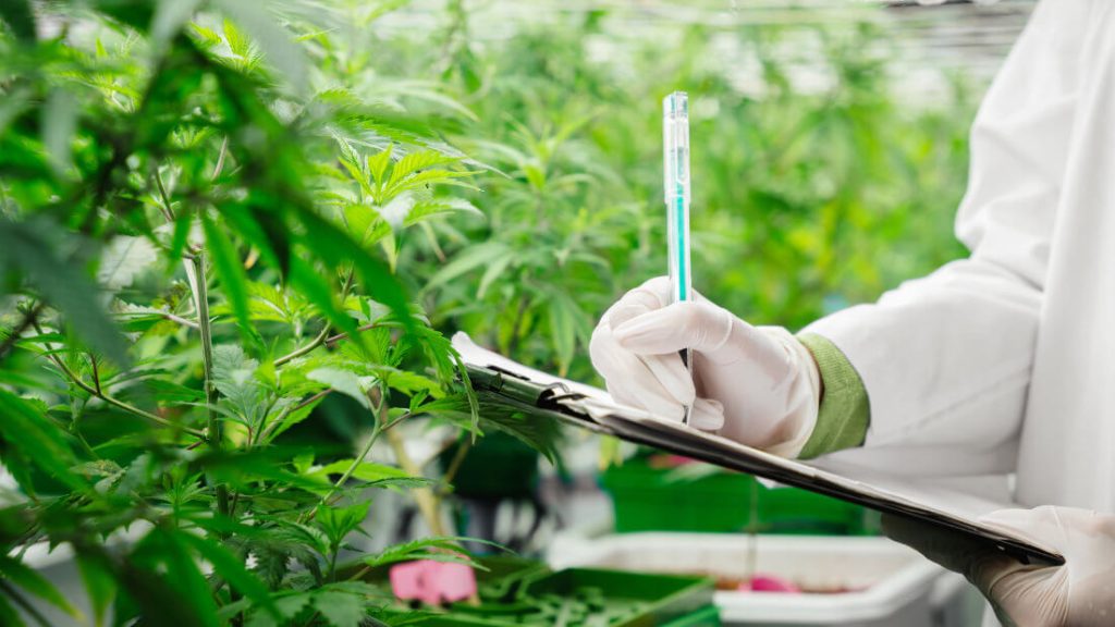 Person in lab coat and gloves holding a clipboard and pen, inspecting and taking notes among rows of green cannabis plants in a cultivation facility.