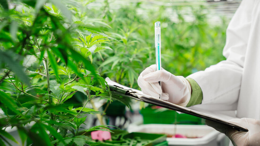 Person in lab coat and gloves holding a clipboard and pen, inspecting and taking notes among rows of green cannabis plants in a cultivation facility.