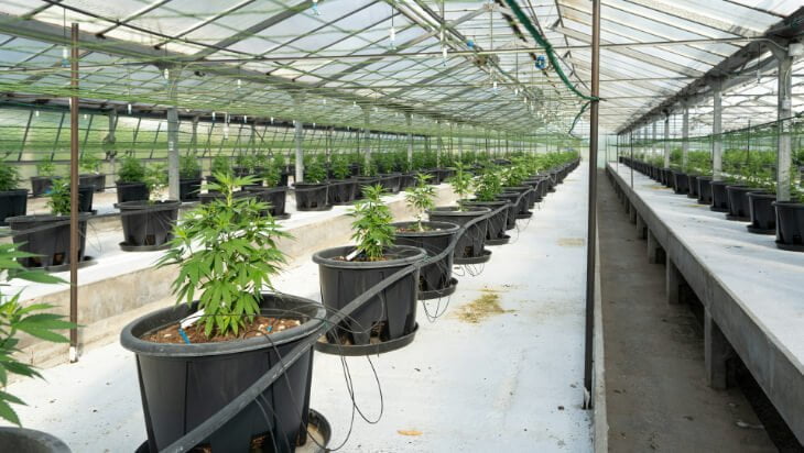 Rows of potted plants, including medicinal cannabis, grow in a spacious greenhouse with clear roofing.