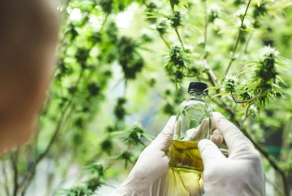 Person wearing gloves holds a glass bottle of amber liquid near green plant with buds.
